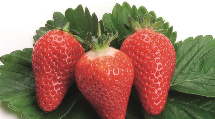 Prawnie chronione odmiany truskawek: Clery*, Onebor*, Marmolada® …