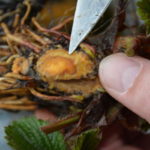 Widoczne uszkodznia mrozowe na truskawkach