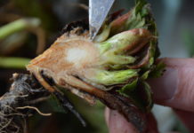 O nowych rozwiązaniach w nawożeniu i ochronie roślin jagodowych (cz. I)