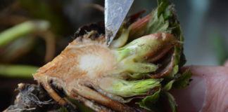 O nowych rozwiązaniach w nawożeniu i ochronie roślin jagodowych (cz. I)