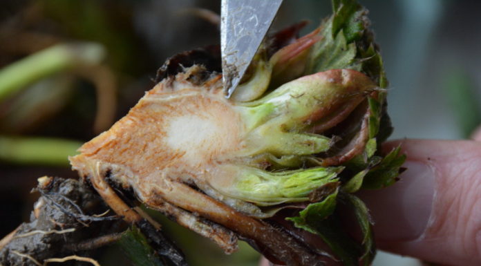 O nowych rozwiązaniach w nawożeniu i ochronie roślin jagodowych (cz. I)