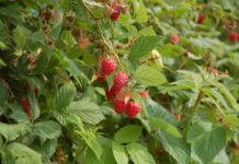 Zalecenia dla truskawek i malin z Lubelszczyzny