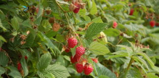 Zalecenia dla truskawek i malin z Lubelszczyzny