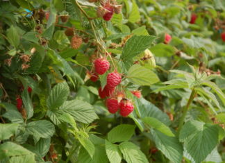 Zalecenia dla truskawek i malin z Lubelszczyzny