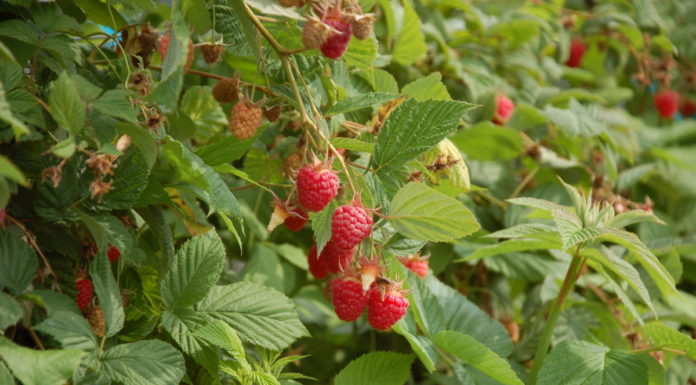 Zalecenia dla truskawek i malin z Lubelszczyzny