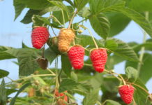 Malinowe manewry na Lubelszczyźnie