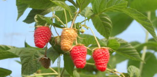 Malinowe manewry na Lubelszczyźnie