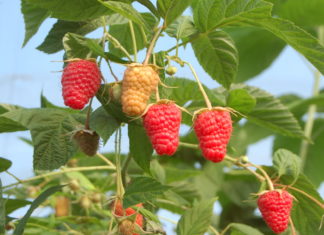 Malinowe manewry na Lubelszczyźnie