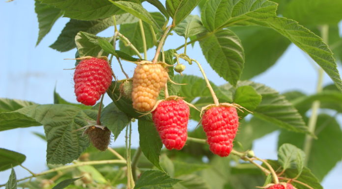 Malinowe manewry na Lubelszczyźnie