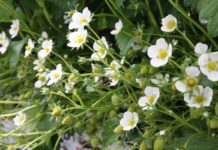 Zapylenie uprawy ważnym determinantem plonu