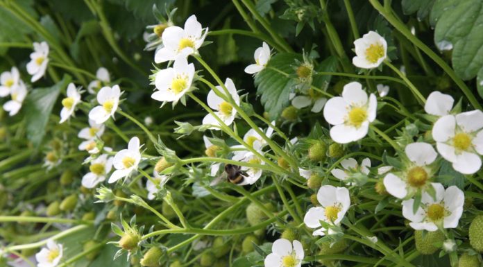 Zapylenie uprawy ważnym determinantem plonu