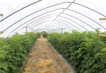 Jagodowe zalecenia z Zachodniopomorskiego (cz. II)