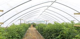 Jagodowe zalecenia z Zachodniopomorskiego (cz. II)