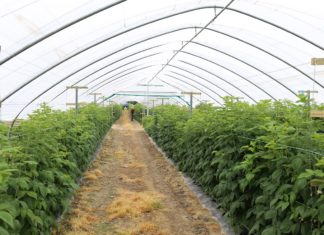 Jagodowe zalecenia z Zachodniopomorskiego (cz. II)