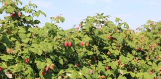 Maliny dla przemysłu – taki mamy rynek