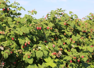 Maliny dla przemysłu – taki mamy rynek