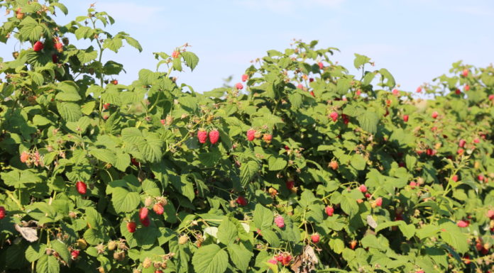 Maliny dla przemysłu – taki mamy rynek