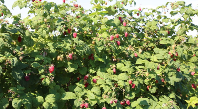 Nowe antystresanty dla malin