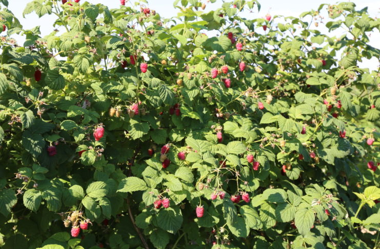 Nowe antystresanty dla malin