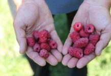 Antystresowy program nie tylko dla malin