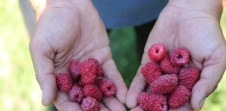 Antystresowy program nie tylko dla malin