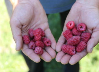 Antystresowy program nie tylko dla malin