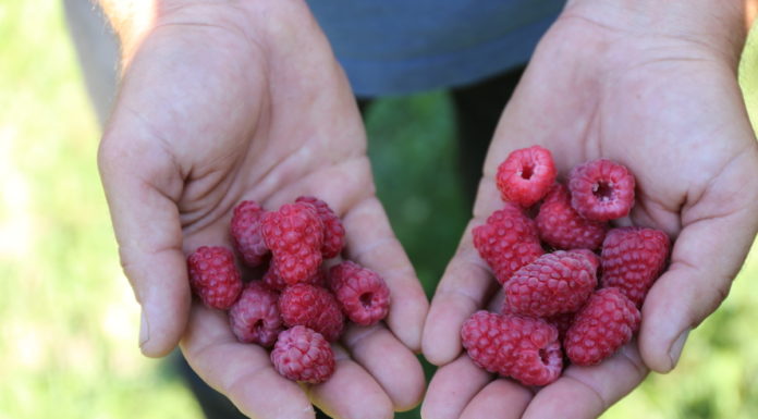 Antystresowy program nie tylko dla malin
