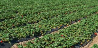 Trendy w produkcji truskawek w Ameryce Północnej