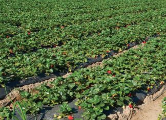 Trendy w produkcji truskawek w Ameryce Północnej