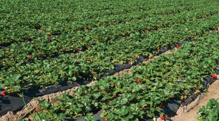 Trendy w produkcji truskawek w Ameryce Północnej