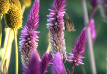 Syngenta tworzy siedliska dla pszczół