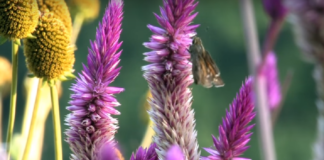 Syngenta tworzy siedliska dla pszczół