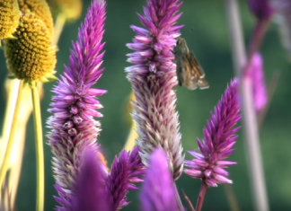 Syngenta tworzy siedliska dla pszczół