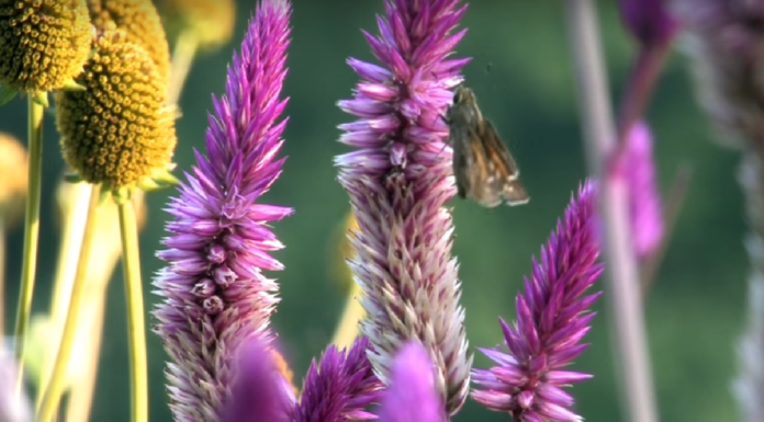 Syngenta tworzy siedliska dla pszczół