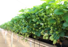 Nawożenie truskawek pod osłonami na starcie – rekomendacje Jarosława Barszczewskiego