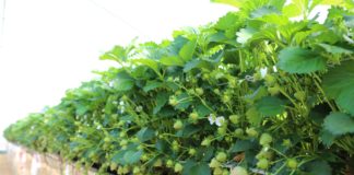 Nawożenie truskawek pod osłonami na starcie – rekomendacje Jarosława Barszczewskiego