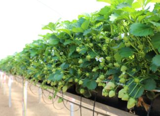 Nawożenie truskawek pod osłonami na starcie – rekomendacje Jarosława Barszczewskiego