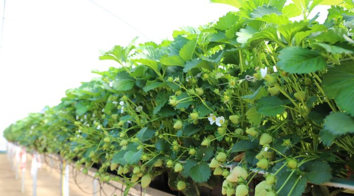 Nawożenie truskawek pod osłonami na starcie – rekomendacje Jarosława Barszczewskiego