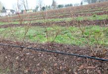 Akademia uprawy borówki, Cz. I – cięcie młodych krzewów