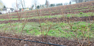 Akademia uprawy borówki, Cz. I – cięcie młodych krzewów