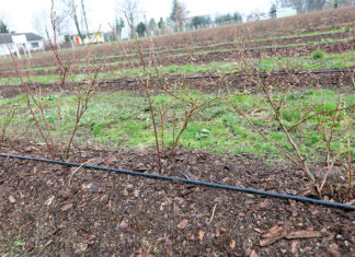 Akademia uprawy borówki, Cz. I – cięcie młodych krzewów