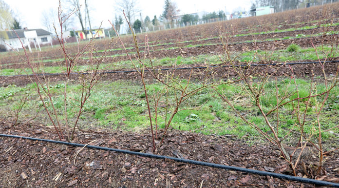 Akademia uprawy borówki, Cz. I – cięcie młodych krzewów