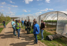 Truskawki w dopracowanej technologii