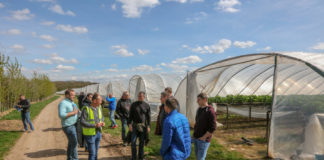 Truskawki w dopracowanej technologii