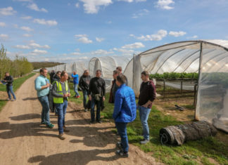 Truskawki w dopracowanej technologii