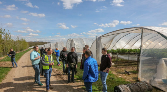 Truskawki w dopracowanej technologii
