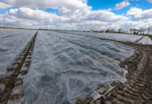 Pierwsze straty w uprawach truskawek i opóźnienie sezonu