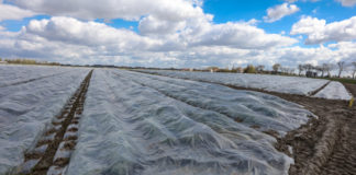 Pierwsze straty w uprawach truskawek i opóźnienie sezonu