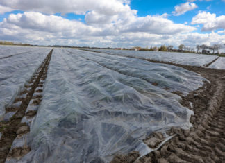 Pierwsze straty w uprawach truskawek i opóźnienie sezonu