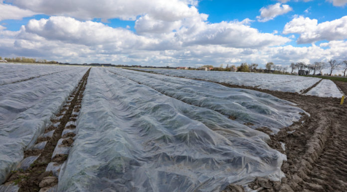 Pierwsze straty w uprawach truskawek i opóźnienie sezonu